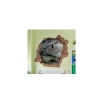 Stickers muraux dinosaure dinosaures classiques jurassiques