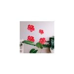 Sticker fleur kit de fleurs d'hibiscus rouge