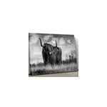 Tableau animaux bovins highland noir et blanc