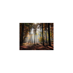 Tapis de souris style original arbres  feuillage ensoleill