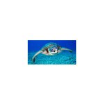 Xxl tapis de souris tortue imbriqu�e