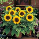 100 graines de tournesol, faciles � cultiver en ext�rieur, id�ales pour cr�er un jardin �l�gant sur balcons ...