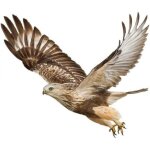23cm x 18. 5cm autocollant aigle volant, autocollant de voiture animal aigle 3d, paquet de 2 �tanche ...