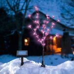 Arbuste  fleur solaire