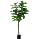 Ficus lyrata plants h. 130 cm 60 feuilles