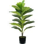 Ficus lyrata plantes h. 75 cm 21 feuilles Ficus lyrata plantes h. 75 cm 21 feuilles