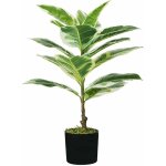 Ficus plantes elastiques h. 65 cm 15 feuilles Ficus plantes elastiques h. 65 cm 15 feuilles