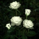 Lampes solaires � led en forme de roses artificielles pour ext�rieur, d�coration de jardin, cour, patio, ...