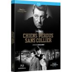 Chiens perdus sans collier