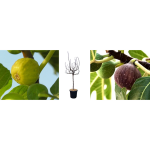 Ficus carica (figuier) c45l - pot 45cm tronc 14 / 16 - 160 / 180