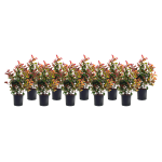Lot de 10 photinia fraseri red robin c10l 80 / 100