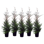 Lot de 5 cupressocyparis leylandii (cypr�s de leyland) c15l 175 / 200