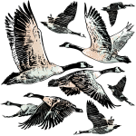 Stickers animaux vol des oies sauvages