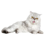 Sticker chat moelleux