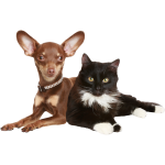 Sticker chat noir et chien brun