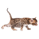 Sticker chaton qui se faufile