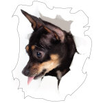 Sticker chien dans une cachette