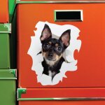 Sticker chien contemplant dans sa cachette