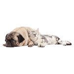 Sticker chien triste et chat heureux