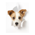 Sticker dco chien dans le trou