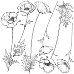 Sticker fleurs coquelicots