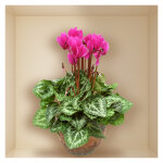 Sticker fleurs cyclamen Sticker fleurs cyclamen