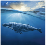 Sticker lave vaisselle baleine Sticker lave vaisselle baleine