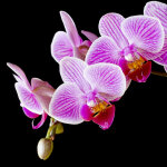 Sticker meubles lack ikea orchide sur le noir