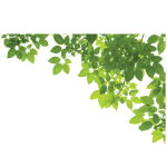 Sticker nature feuilles des arbres