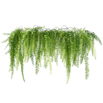 Sticker nature fougres