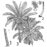 Sticker nature tropicale palmier vintage