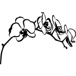 Sticker orchidées d'asie Sticker orchidées d'asie