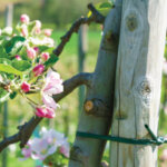 Lien d'attache, souple, 5 mm x 100 m, vert