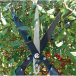 Garten primus cisaille à haies 'multi - coupes' Garten primus cisaille à haies 'multi - coupes'