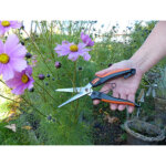 Garten primus ciseaux  plantes vivaces &  herbes
