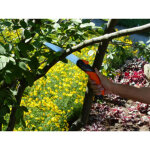 Garten primus scie pliable 'hai - speed', longueur lame: 180mm
