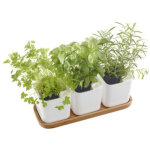Orthex pot  herbes aromatiques eden, set de 3, blanc