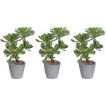 Plante artificielle succulentes - pot rond en terre cuite - lot de 3