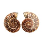 1 pair half cut natural ammonite shell jurassic fossil specimen madagascar 3 - 4cm