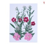 11 - 14 pcs / pack vritables fleurs presses sches plante feuille plante mixte color fleur feuilles ...