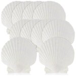15 pcs coquillage naturel grand blanc, 4 - 4, 7 pouces coquilles saint - jacques pour bricolage, servir ...
