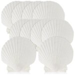 15 pcs natural sea shell white, 4 - 4. 7 pouces coquilles saint - jacques pour bricolage, servant de ...