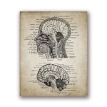Affiche d'art sur toile vintage d'anatomie de la tte et du cerveau humain, peinture d'anatomie humaine, ...