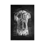Affiche murale d'anatomie humaine, tableau mural de clinique médicale, squelette, système musculaire, ... Affiche murale d'anatomie humaine, tableau mural de clinique médicale, squelette, système musculaire, ...