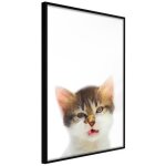 Affiche murale encadr�e  funny kitten  21 x 30 cm noir