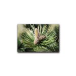 Affiche en toile de fruits et feuilles de pin, peinture murale imprime de paysage nordique, tableau ...