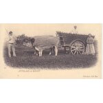 Attelage de boeufs - r��dition d'une cpa - 1er choix - ref 060447