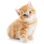 Autocollant sticker voiture moto animal animaux bebe chat chaton roux enfant