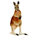 Autocollant sticker voiture moto deco animal animaux kangourou australie enfant