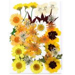 Bricolage fleurs séchées kit matériel mode pressé fleur plante artisanat pour savons faire orange Bricolage fleurs séchées kit matériel mode pressé fleur plante artisanat pour savons faire orange